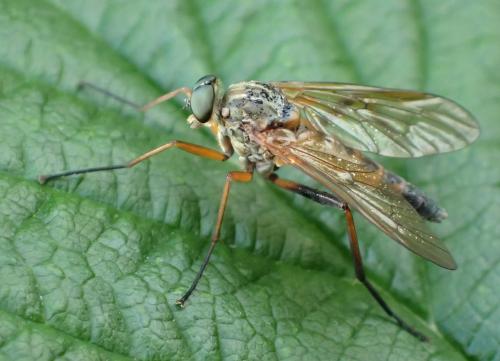 Rhagio tringarius